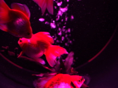 Ａｒｔ　aquarium