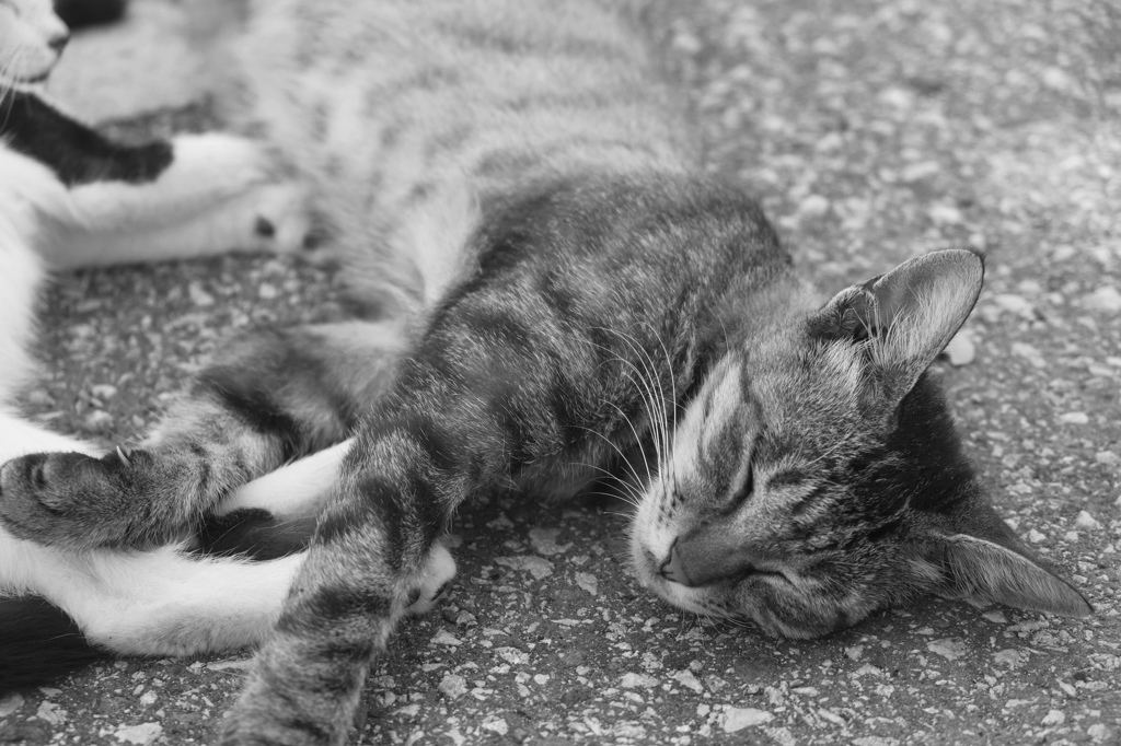 眠らニャいか？
