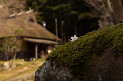 灯篭の上の桜