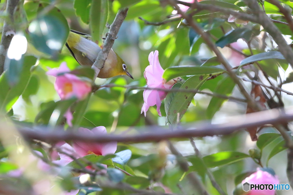 万葉岬の鳥たち (1/5)