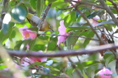 万葉岬の鳥たち (1/5)