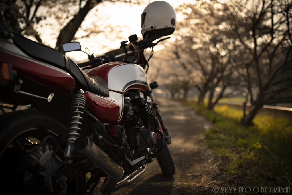 バイクと桜