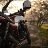 バイクと桜