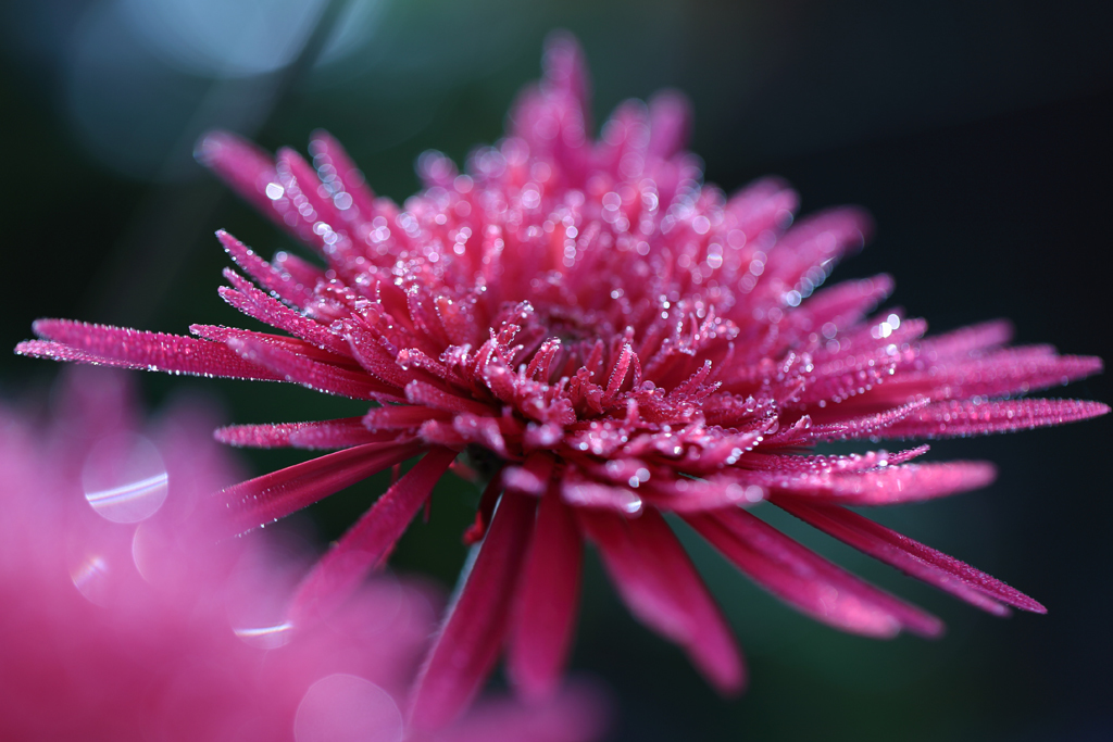 The frozen flower