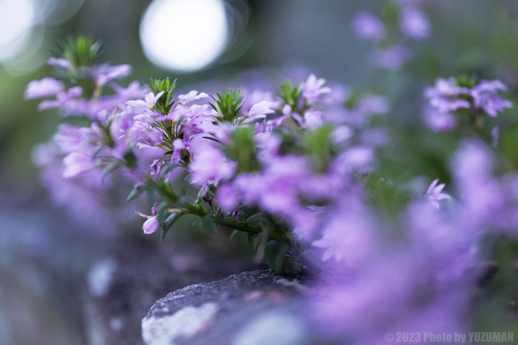 庭の花々（５／６）