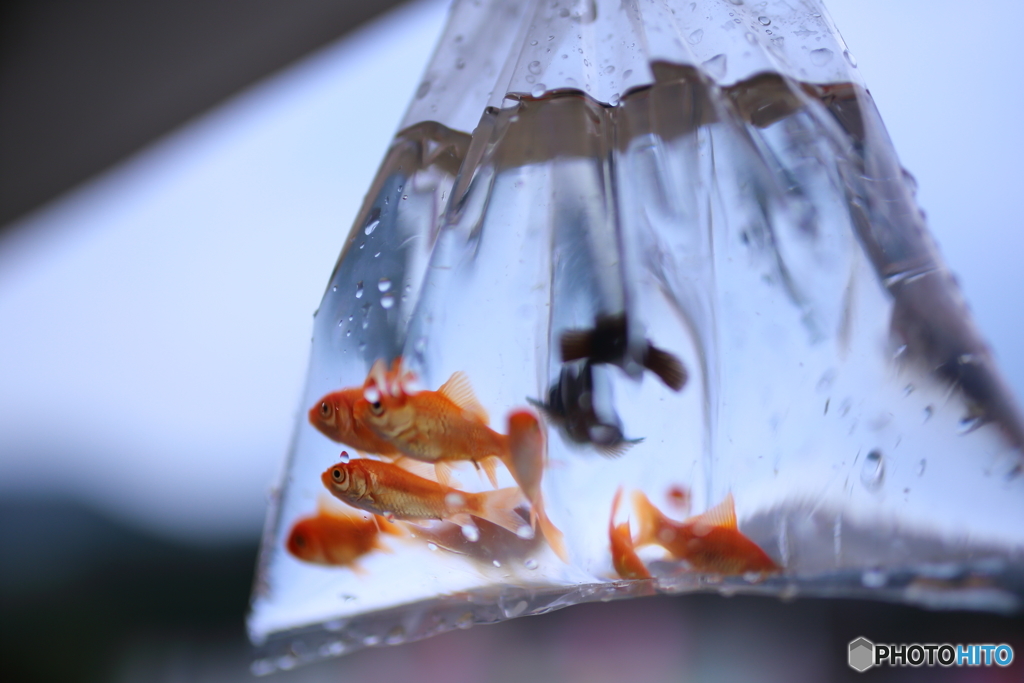 空飛ぶ金魚