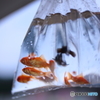 空飛ぶ金魚