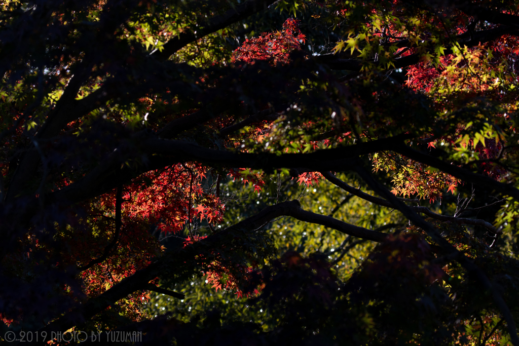 日岡山公園の紅葉