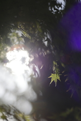 EF135mm F2L USM描写テスト（５／６）