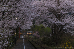 美しき桜トンネル