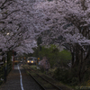 美しき桜トンネル