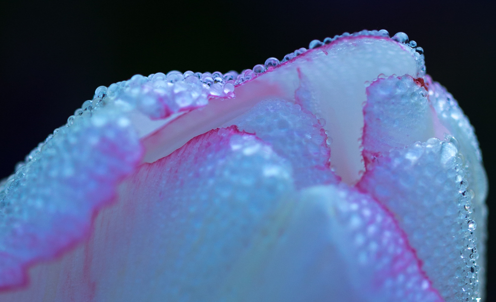 Dot of a tulip