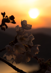 太陽へ手を伸ばす桜