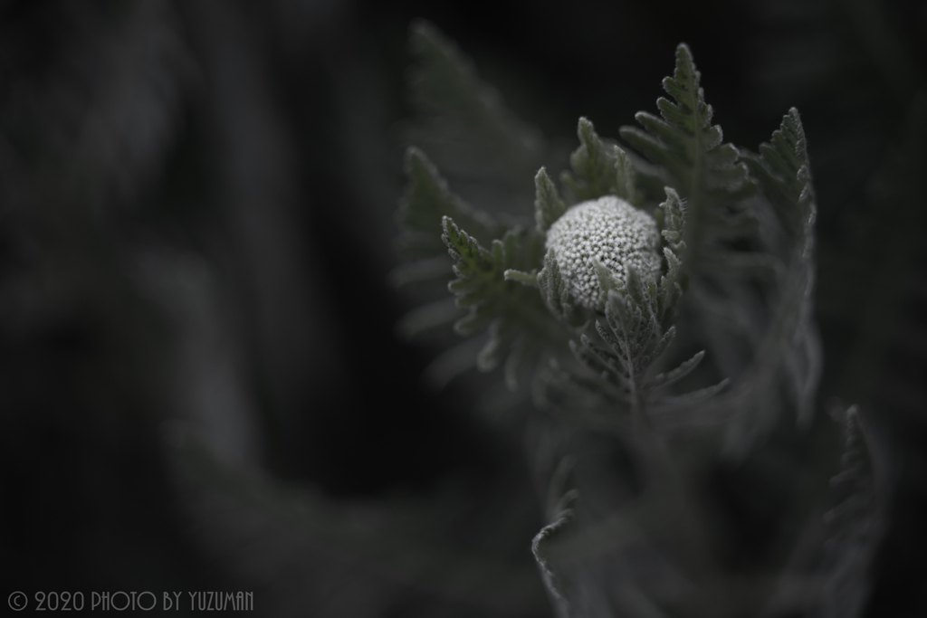 蕾