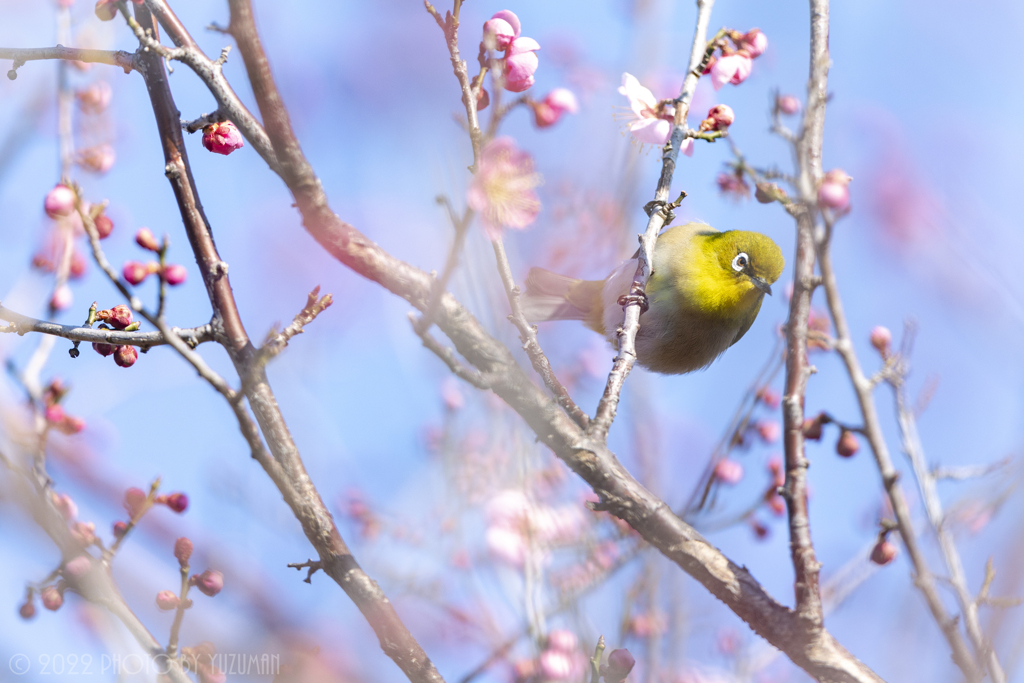 春の声