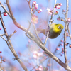 春の声