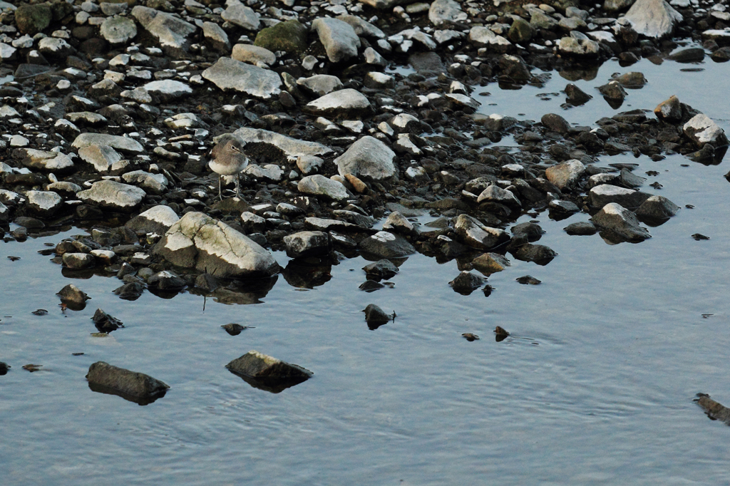 家の前の川辺の鳥たち（3/5）