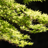 映える新緑