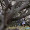 '17 綾部山梅林公園（2/11）