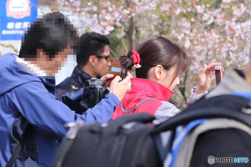 nismo桜