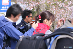 nismo桜