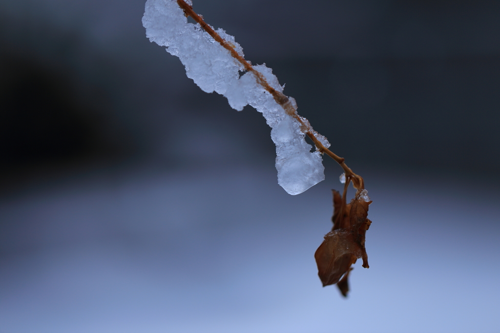 氷の枝