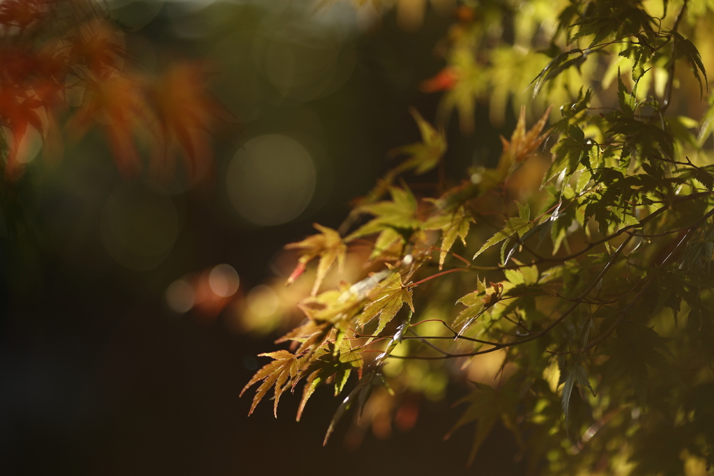 EF135mm F2L USM描写テスト（４／６）