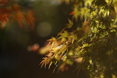 EF135mm F2L USM描写テスト（４／６）