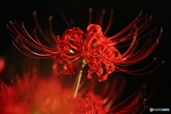 彼岸花の咲く頃