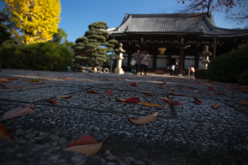 京都紅葉めぐり（7/50）