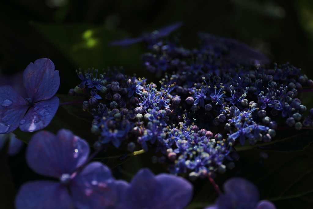 葉漏れ日を浴びる紫陽花(2/3)