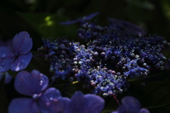 葉漏れ日を浴びる紫陽花(2/3)
