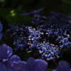 葉漏れ日を浴びる紫陽花(2/3)