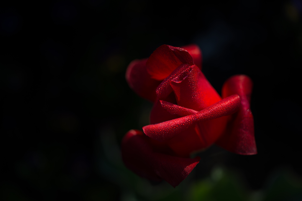 君は薔薇？