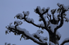 大木の雪