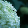 白い紫陽花