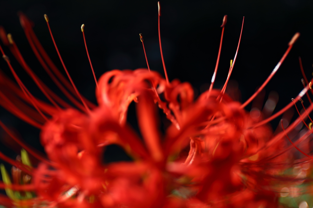 秋の水中花火