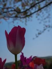 桜を仰ぎ見るチューリップ