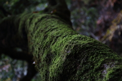 苔を纏う木