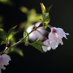 雨に濡れる桜