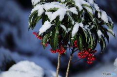 雪の朝 (2/9)