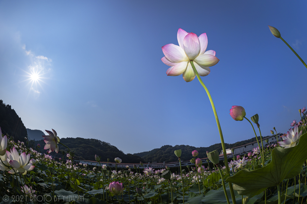 青空へ羽ばたく蓮