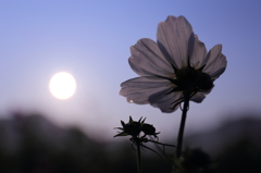 太陽と秋桜