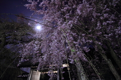 月と枝垂れ桜