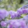 庭の花々（１／６）