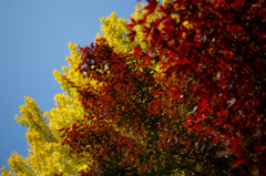 京都紅葉めぐり（1/50）