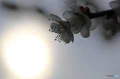 目覚める梅の花