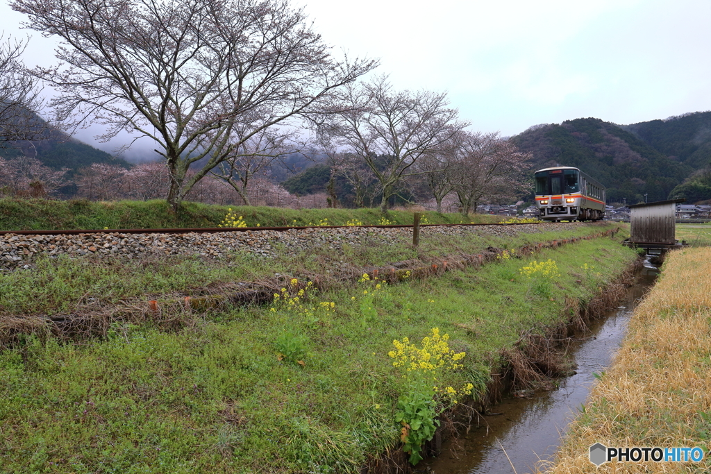 姫新線の桜