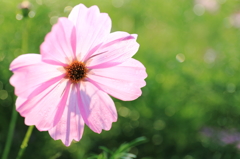 シルエットクイズ