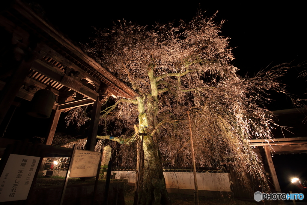 枝垂れ桜の背中
